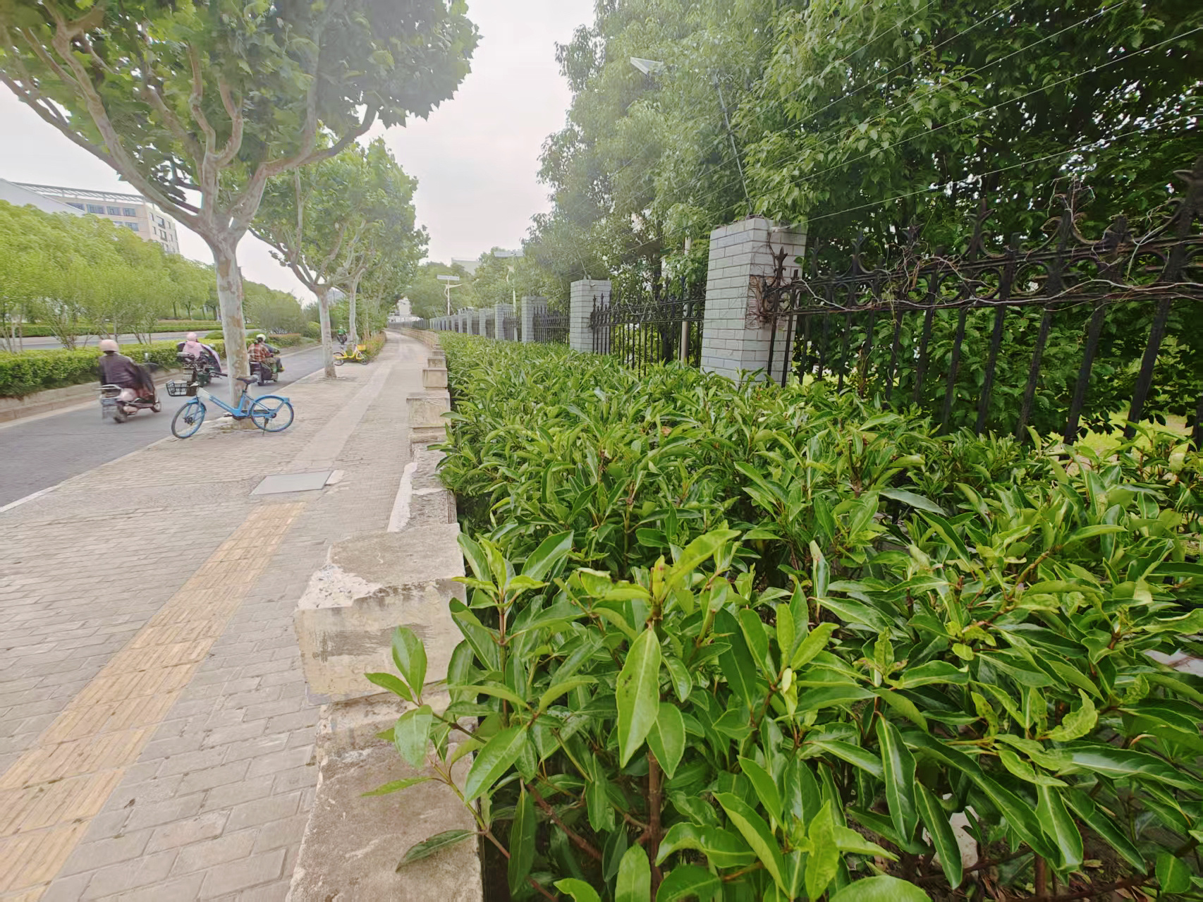 异味熏天、火患潜伏……彭浦镇如何做到一周清走30吨“藏身