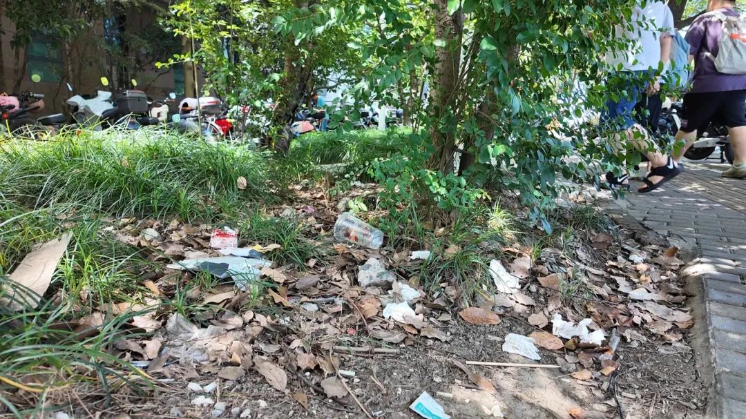 草皮光秃，绿化带成“垃圾桶”，何时改善？丨民情直通车