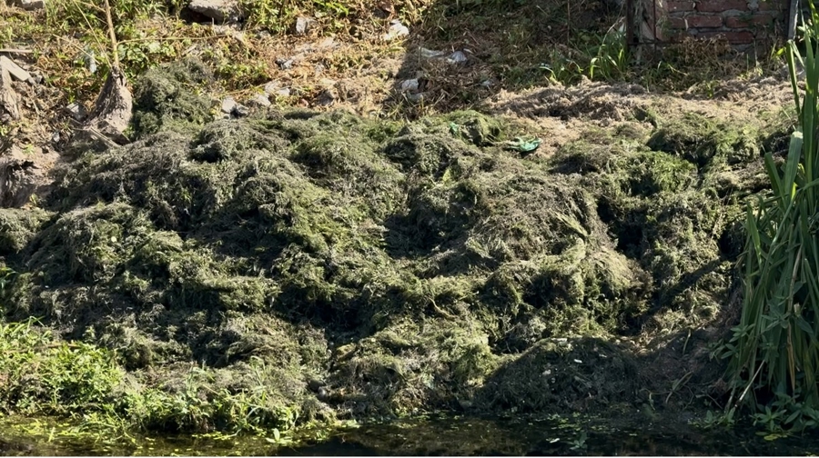 夏令行动 |河道垃圾竟如此处置？打捞上来的水草随意堆在岸边，高温腐臭难忍