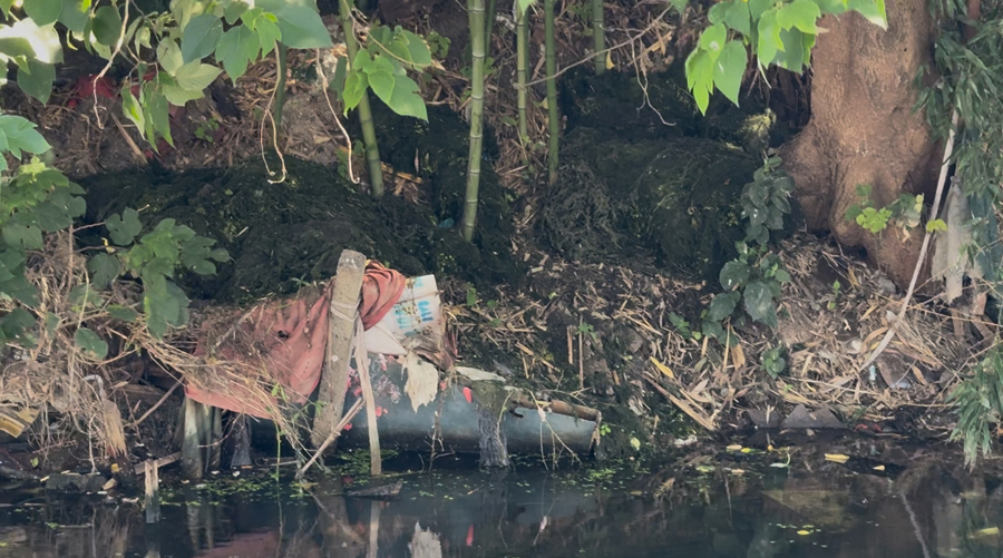 夏令行动 |河道垃圾竟如此处置？打捞上来的水草随意堆在岸边，高温腐臭难忍