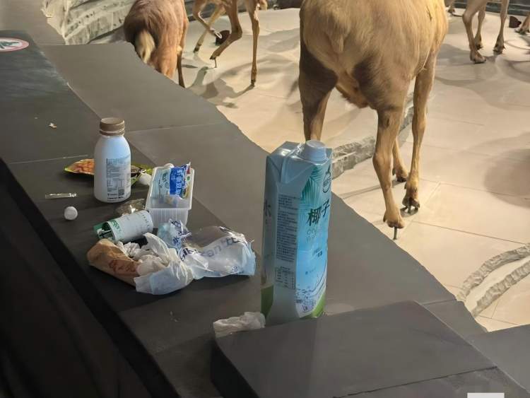 垃圾激增，不文明行为暑期现上海自然博物馆，馆方呼吁：请妥善处理｜夏令解忧行动㉒