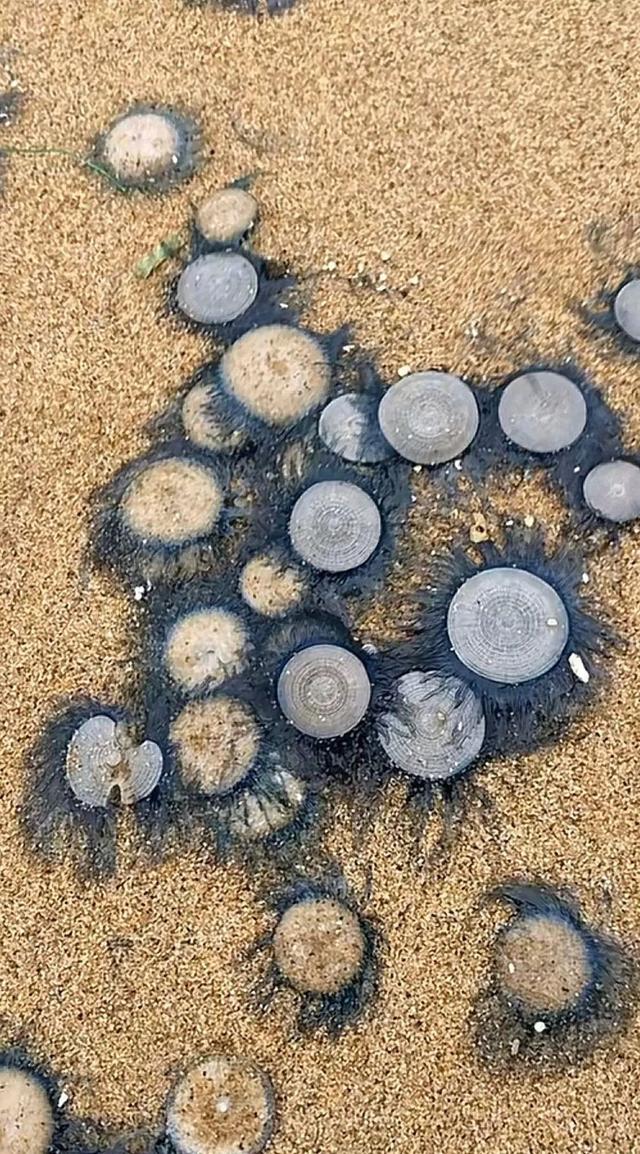 一海岸密集出现“硬币”状生物，环卫部门：系银币水母，有毒，千万不要触摸