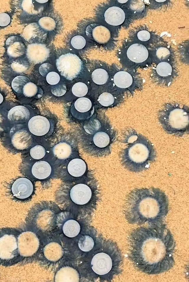 一海岸密集出现“硬币”状生物，环卫部门：系银币水母，有毒，千万不要触摸