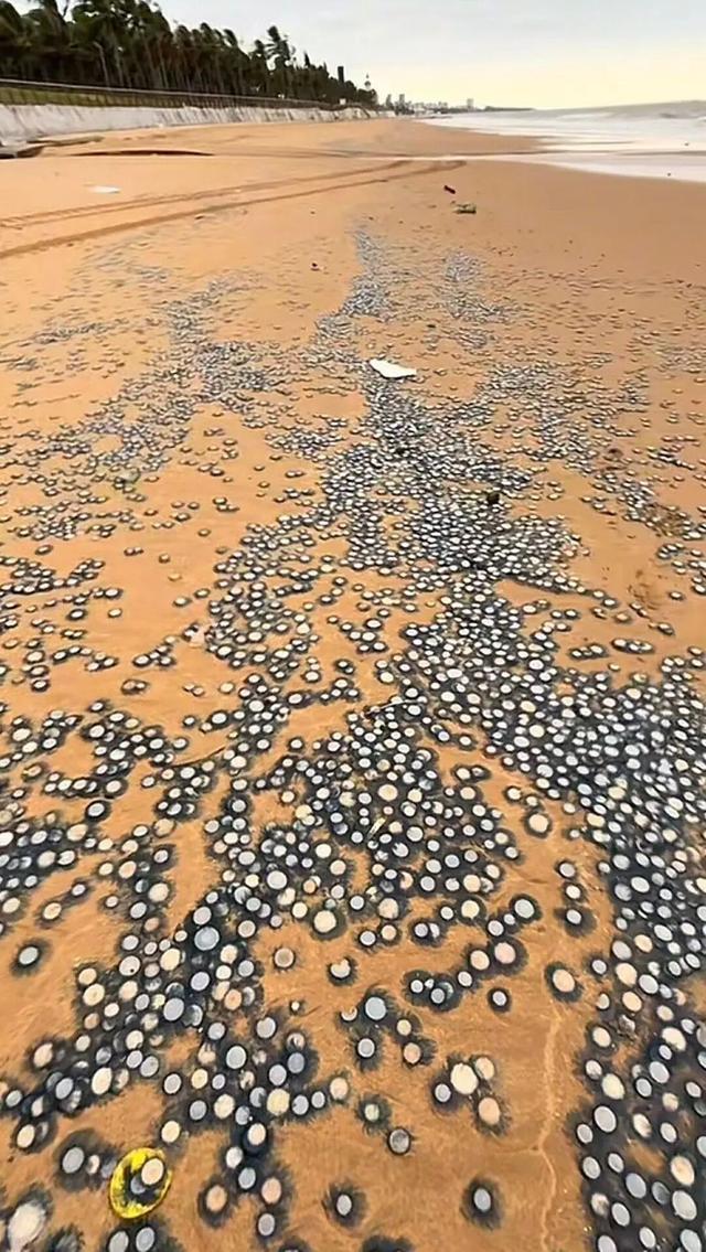 一海岸密集出现“硬币”状生物，环卫部门：系银币水母，有毒，千万不要触摸